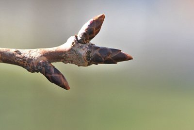 Prunus serrulata 'Amanogawa' - višeň pilovitá (sakura) - zimní pupeny